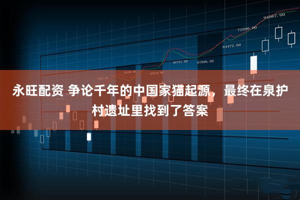 永旺配资 争论千年的中国家猫起源，最终在泉护村遗址里找到了答案